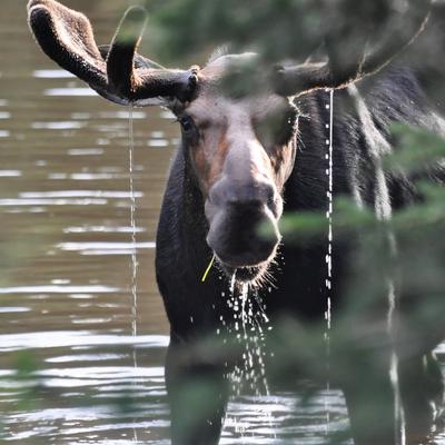 thebear@theforkiverse.com