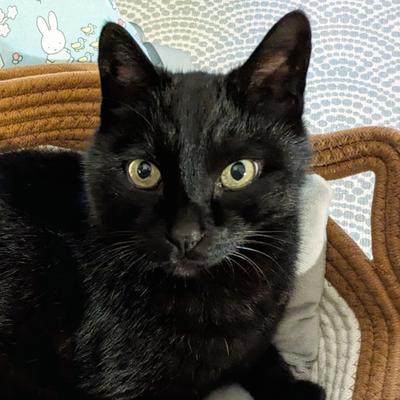 Jiji