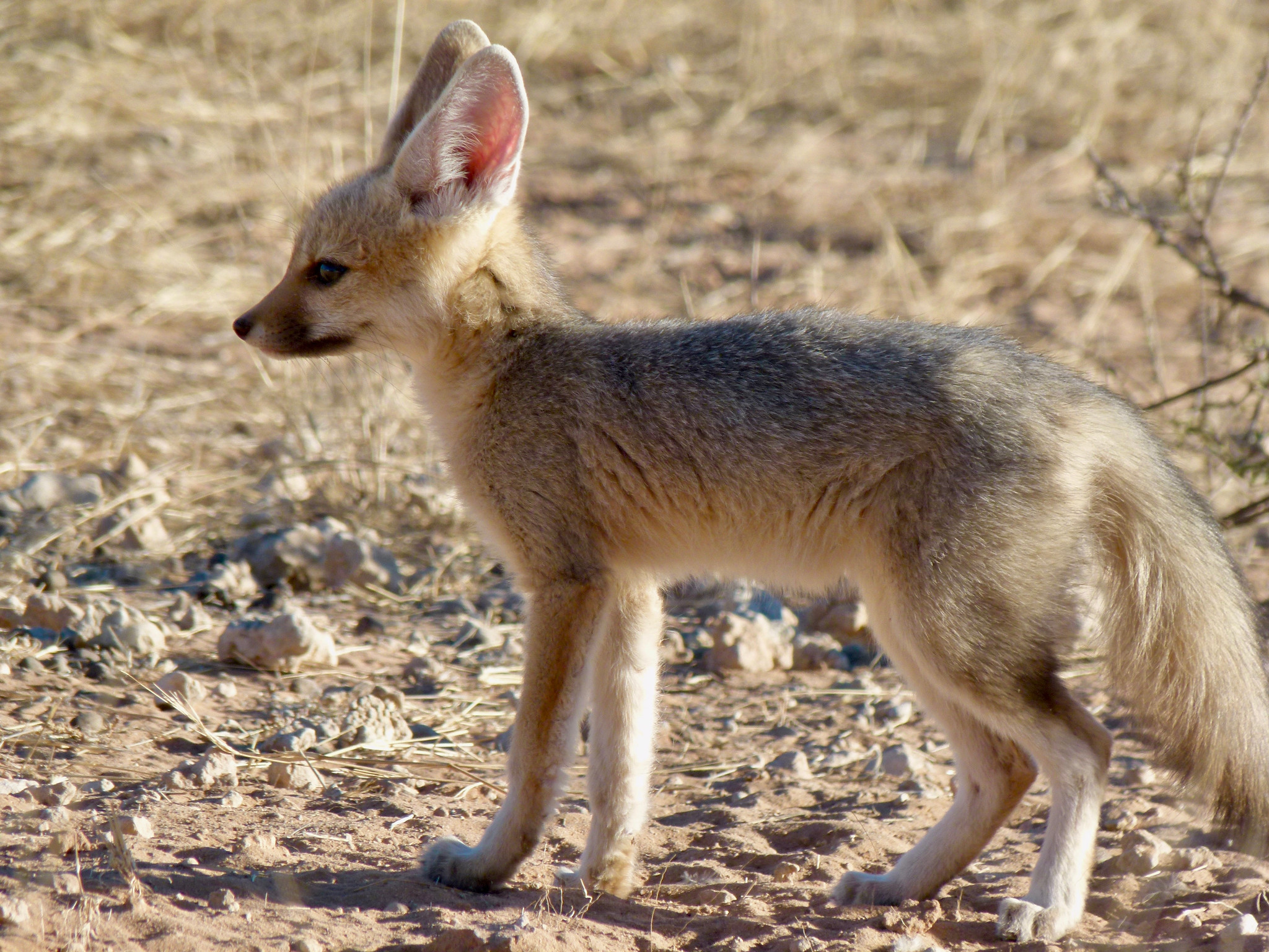 A cape fox kit pictured from the side standing on the sand on a sunny day.