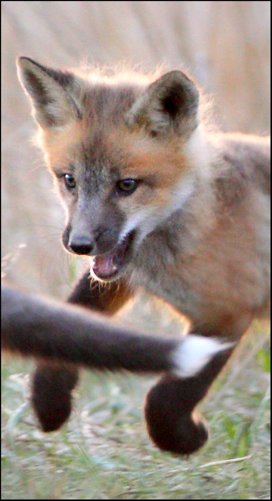 A small fox kit chasing their sibling from which only the tail is visible. Its eyes a fixed on it, ready to catch and bite into it.