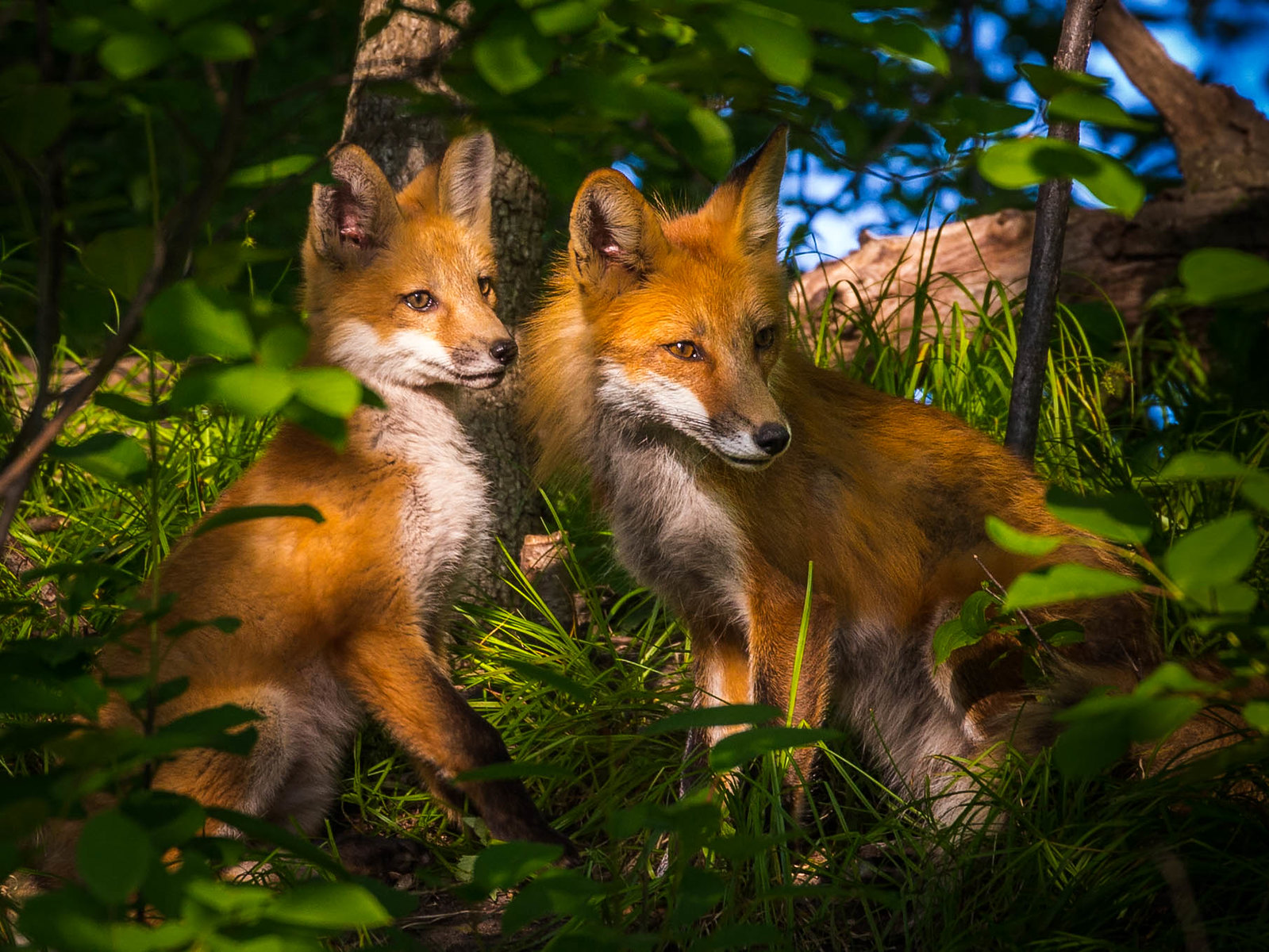 A fox kit and their mom looking at something curiously we can't see. They seem well hidden in a thick forest.