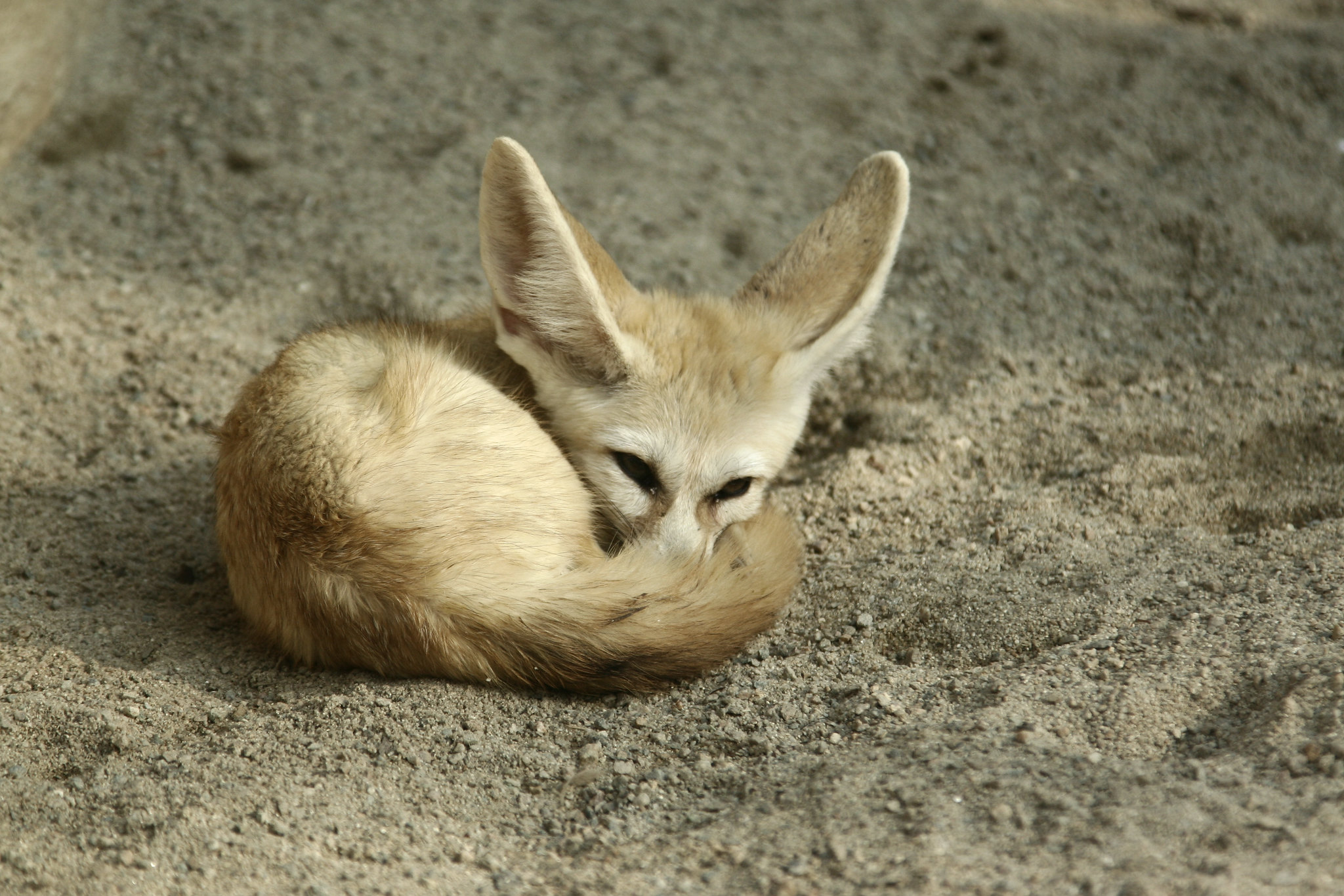 A fennec fox donut. Head slightly raised to watch something closely.