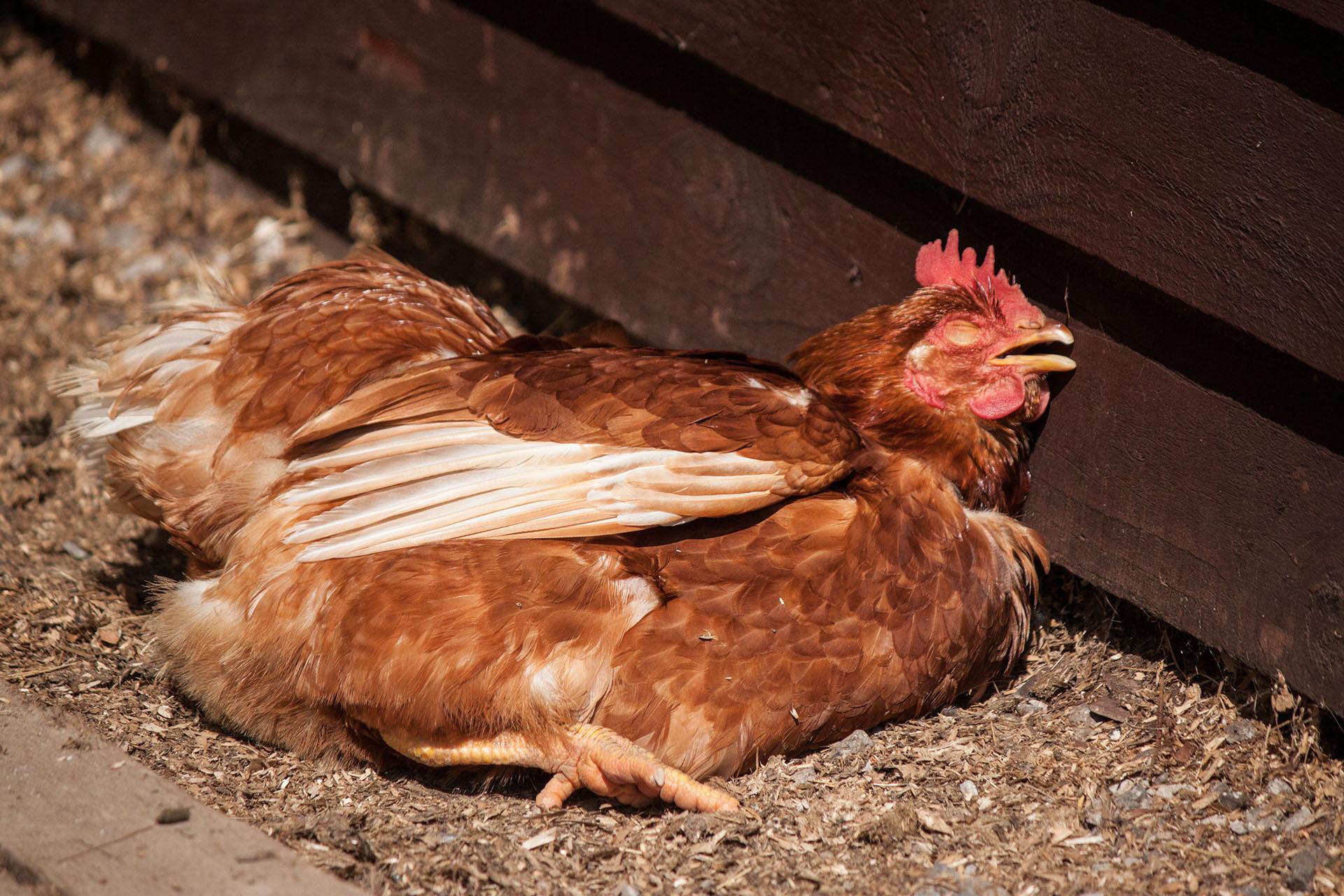 A chicken appreciating the warmth of the sun.