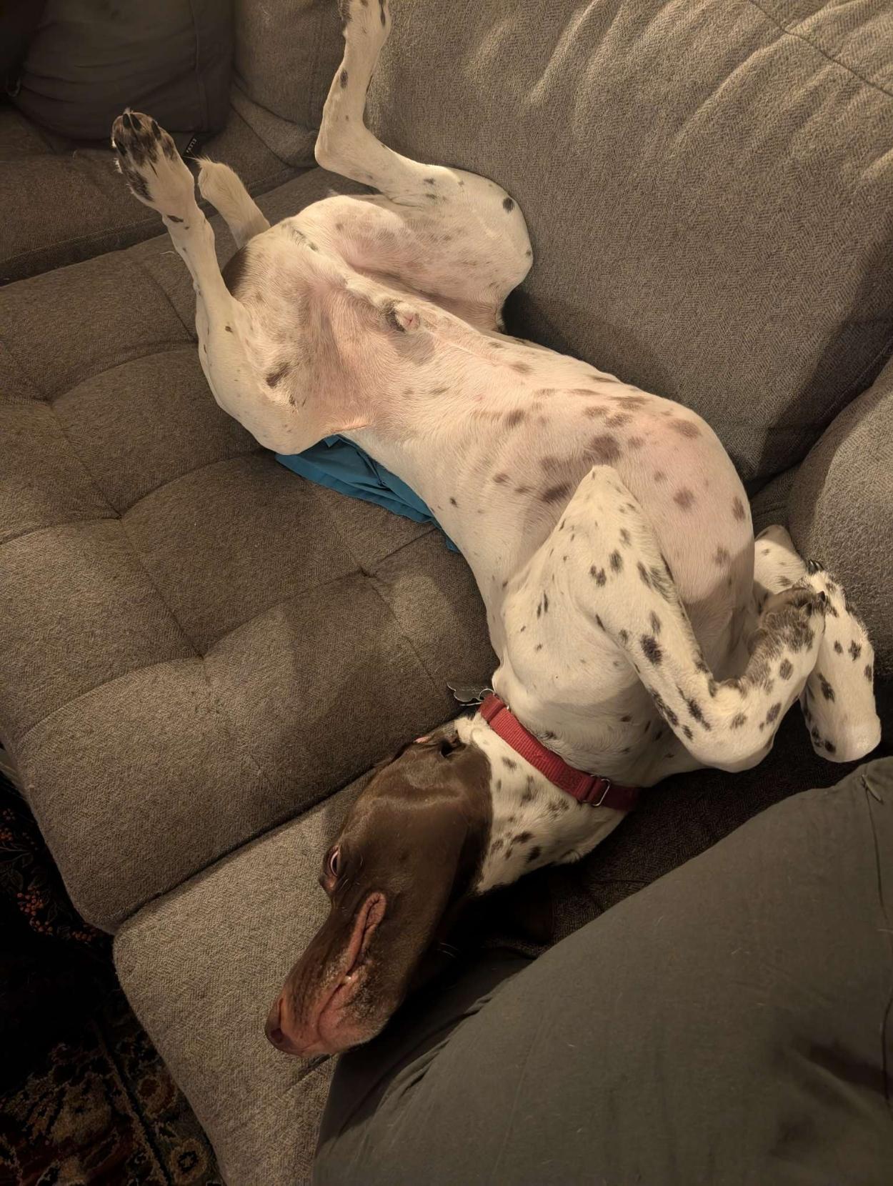 A dog is contorted in a ridiculous position on a gray couch, his back legs are splayed out and his front paws are curled up T-Rex style, his mouth looks very funny upside down.