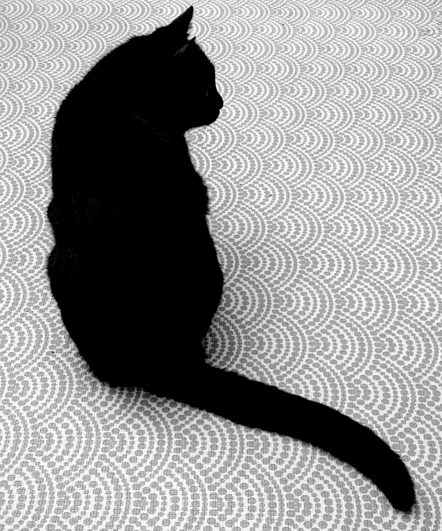 Black cat on a patterned rug
