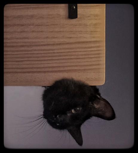 A black cat lies on a wall-mounted wooden shelf, its head lolling off the edge upside down, regarding the camera with the specific expression of a creature that has achieved complete comfort and wishes to make this known. The warm grain of the ash shelf above, dark wall behind, whiskers splayed.