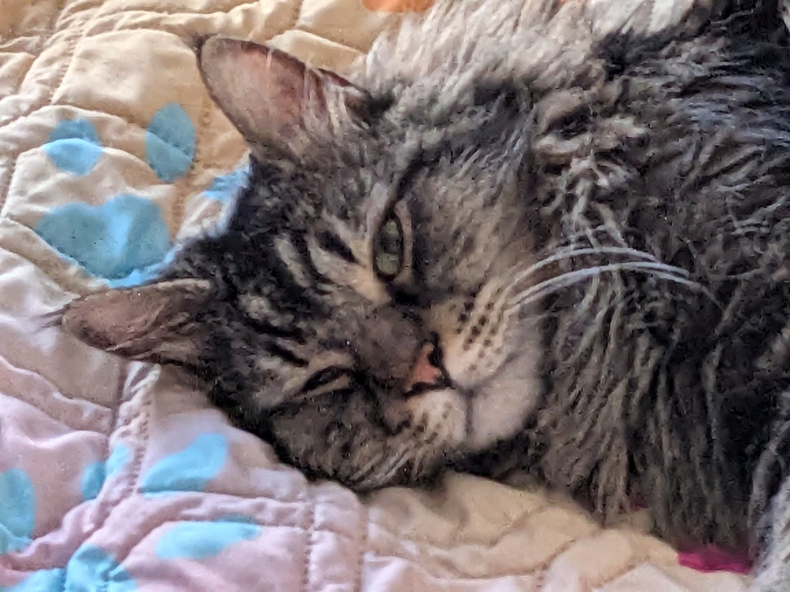 Noodles, the long haired grey tabby, is laying on a pastel blanket and winking at you.