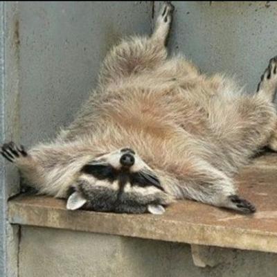 lazyraccoon