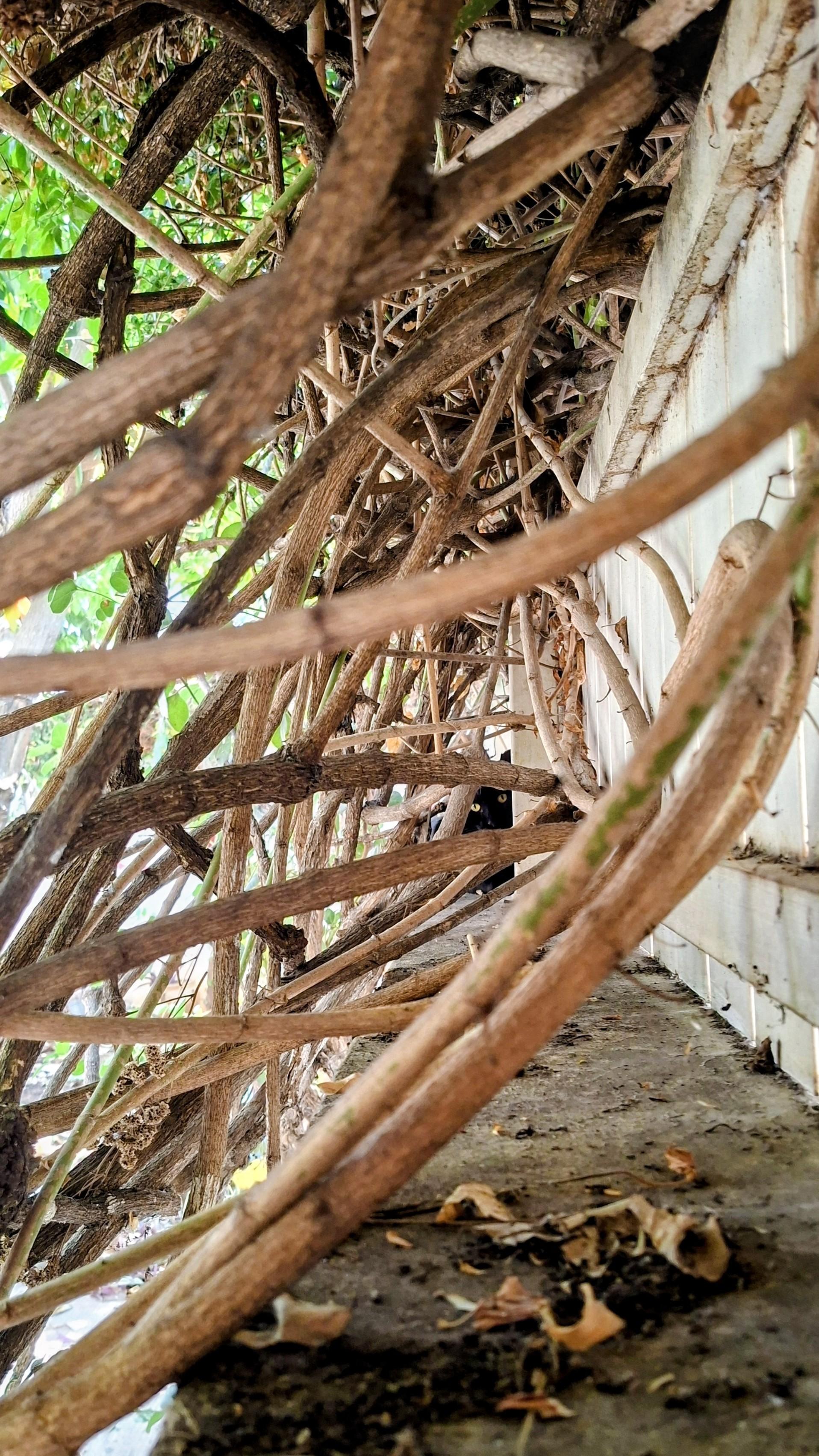 Margaux the Neighbor – a black cat with uellow eyes – standing on a ledge of a stone wall between entangled Burma creeper branches