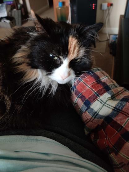 Fluffy tuxie-tortie kitty with green eyes and an orange plaid sleeve disappearing behind her cheek as she gets scritches from an invisible hand