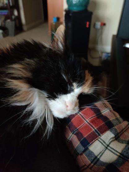 Same kitty but her eyes are closed as she leans her head down into the hand