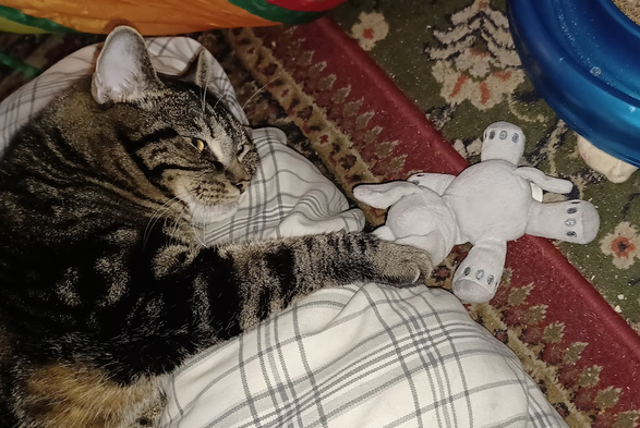 Tabby Cat laying on a yoga mat, ready for sleep, with paw outreached on a toy elephant and crumbs on the floor.
