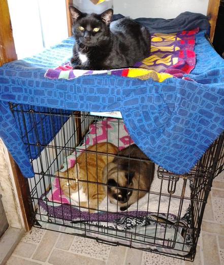 A black barred box kennel with a couple blankets on top and some blankets inside. There's a black cat laying on top of the kennel and an orange and white cat with a brown and black cat laying next to him inside of the kennel.