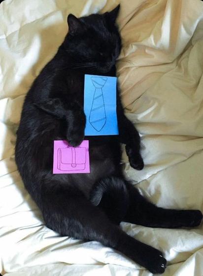 Sleeping black kitty. Post-its on it with a tie and briefcase.