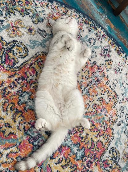 Little kitty cat happily lying on her back on a colorful throw rug while showing off her fuzzy belly.