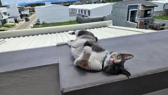 Gata tricolor acostada panza arriba viendo hacia la cámara
