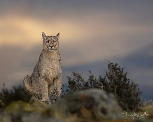 wild puma at Torres Del Paine National Park sitting in low vegetation with a cloudy sunset behind them