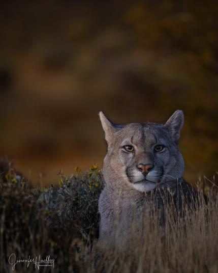close up of wild puma head and shoulders at dusk with little yellow flowered bush behind them