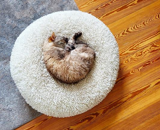 Photo taken from above: A creamy white and grey tabby cat lies curled up asleep in the middle of a large round creamy white cushion with shaggy hair. Below it lies a medium grey rug on the wooden floor in the picture, so that it and the wood grain divide the picture into diagonal lines.