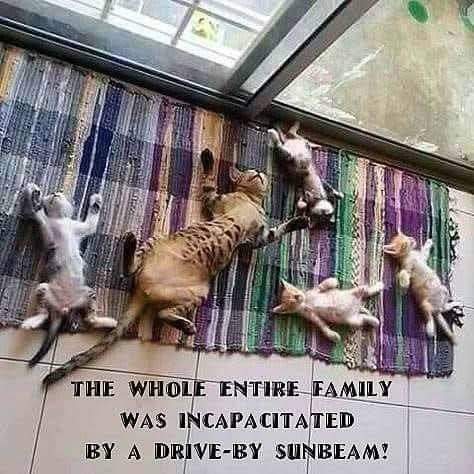 Photo of a tabby cat on its back legs in the air on top of the colorful rough weave plaid runner in front of a sliding door in the sun. Runner colors are purples and greens and blues. The adult cat is surrounded by four kittens of various colors in the  same position, on backs legs in the air asleep. 

THE WHOLE ENTIRE FAMILY | WAS INCAPACITATED | — BY A DRIVE-BY SUNBEAM!