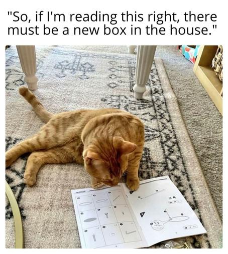 #cat #cats #Caturday #CatsOfMastodon #CatsOMastodon #CatsOfPixelfed #alt #humor 

"So, if I reading this right, there must be a new box in the house.”