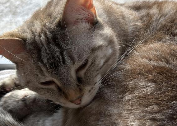 a close-up of a very sleepy beige--black-white lynx-point siamese cat with a rust-coloured patch above her salmon-coloured nose. her eyes are open, but only just.