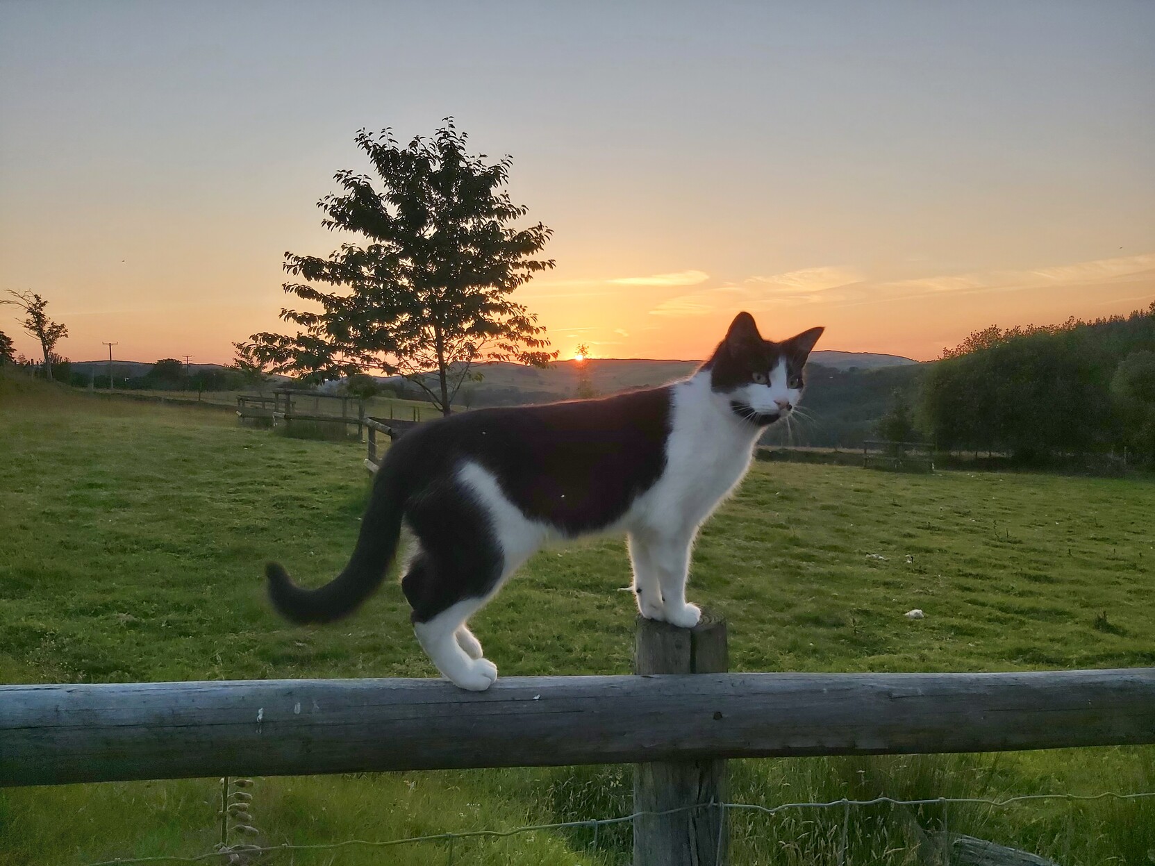 Cath ddu a gwyn ar ffens gyda chae gwyrdd a'r machlud haul tu ôl iddo. A black and white cat on a fence with a green field and the sunset behind him.