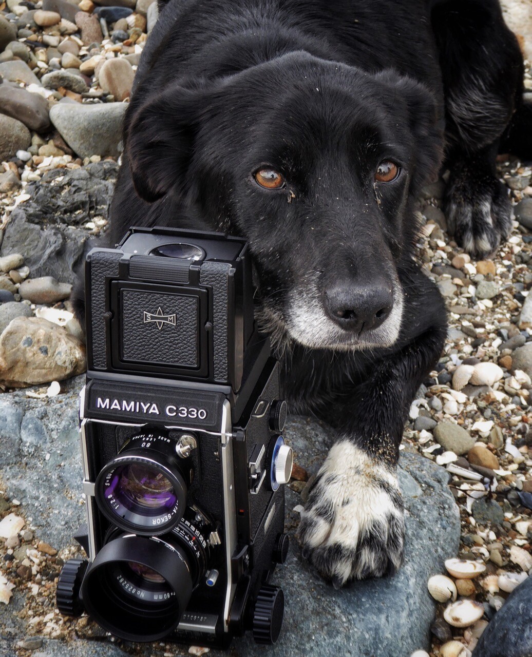 Colour photo of  a black sheepdog, going grey around the muzzle, with white paws. He is crouched behind a classic Mamiya twin lens film camera, looking after it  while I take photos with a small digital camera. We are on a pebble beach.