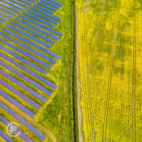 Square overhead aerial image. Left hand side - rows of solar panels in a solar farm. Right hand side - Oil seed tape field in full yellow colour. The two farm fields are separated by a vertical hedge and trackway
