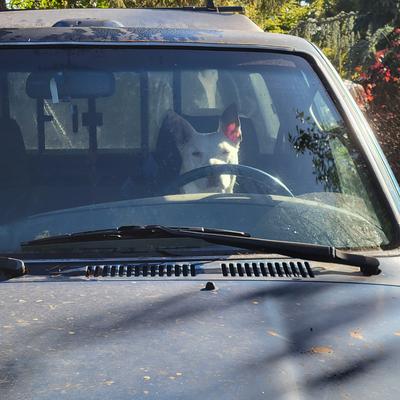 raven_coyote@toot.works