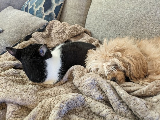 A small, black and white cat laying on a couch next to a small light brown dog