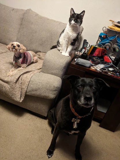 One large dog, one small dog, and one cat sitting nicely next to each other