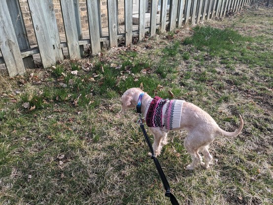 In the foreground, there is a small white dog wearing a purple sweater. In the background, there are patches of green grass that are poking out of dormant lawn.