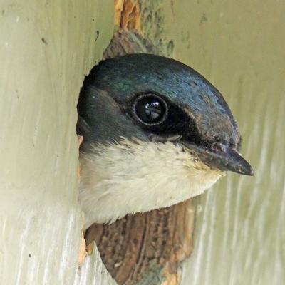 miyotehew@turtleisland.social