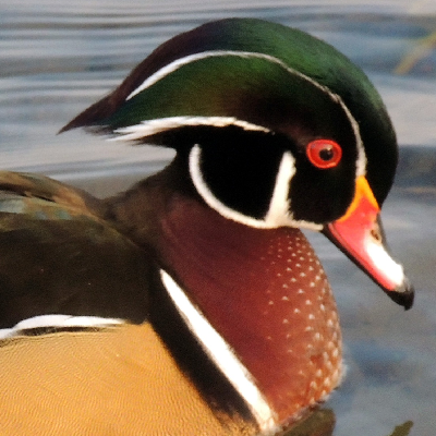 miyotehew@turtleisland.social