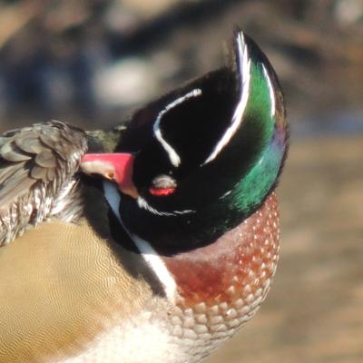 miyotehew@turtleisland.social