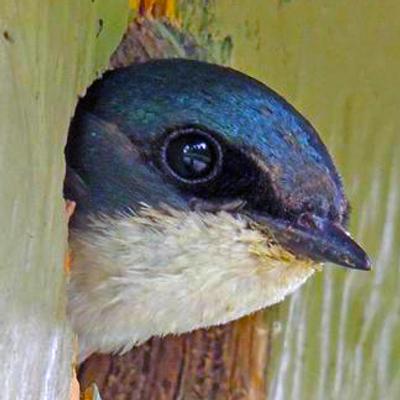 miyotehew@turtleisland.social