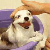 miyotehew@turtleisland.social