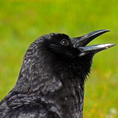 miyotehew@turtleisland.social