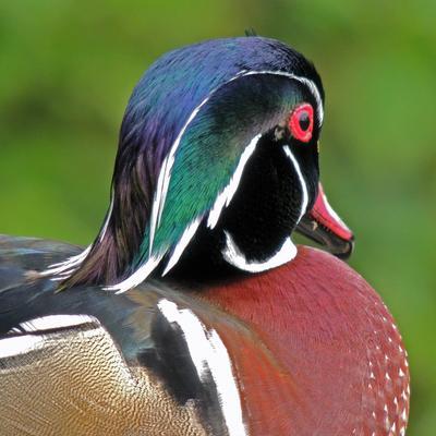 miyotehew@turtleisland.social