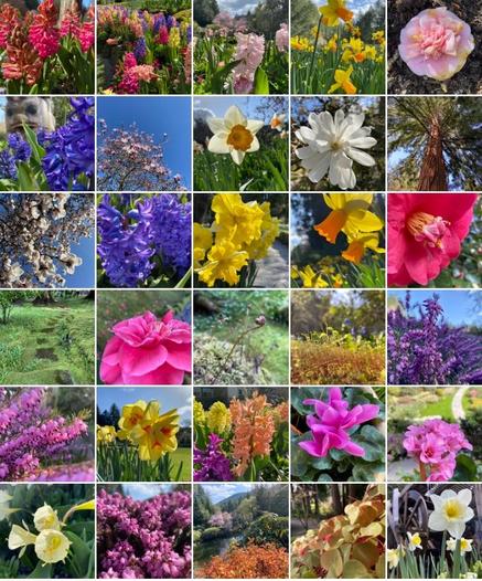 A 5x6 grid of photos of beautiful colorful flowers, blue and green and pink and yellow and white and orange. 