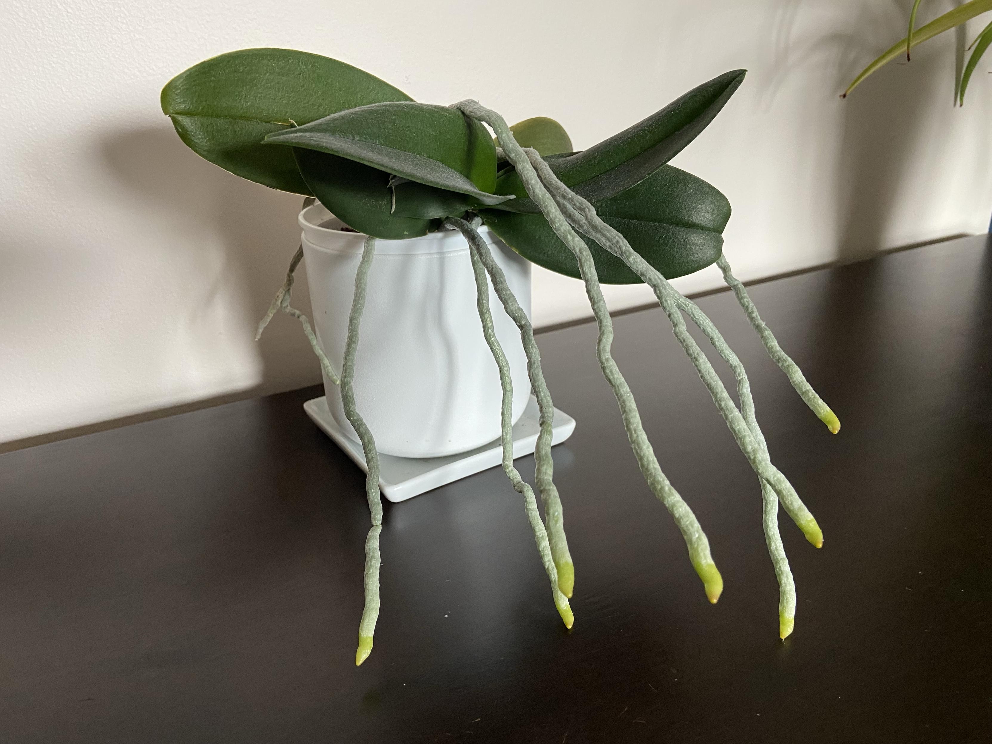 An orchid plant, not currently flowering, in a white pot on a white dish, on a dark brown surface. It has a lot of long air roots that look a lot like tentacles reaching out. I took the photo from a side where they're in better focus, but when they're facing you, it feels like they're teaching for your face. An orchid plant, not currently flowering, in a white pot on a white dish, on a dark brown surface. It has a lot of long air roots that look a lot like tentacles reaching out. I took the photo from a side where they're in better focus, but when they're facing you, it feels like they're teaching for your face.