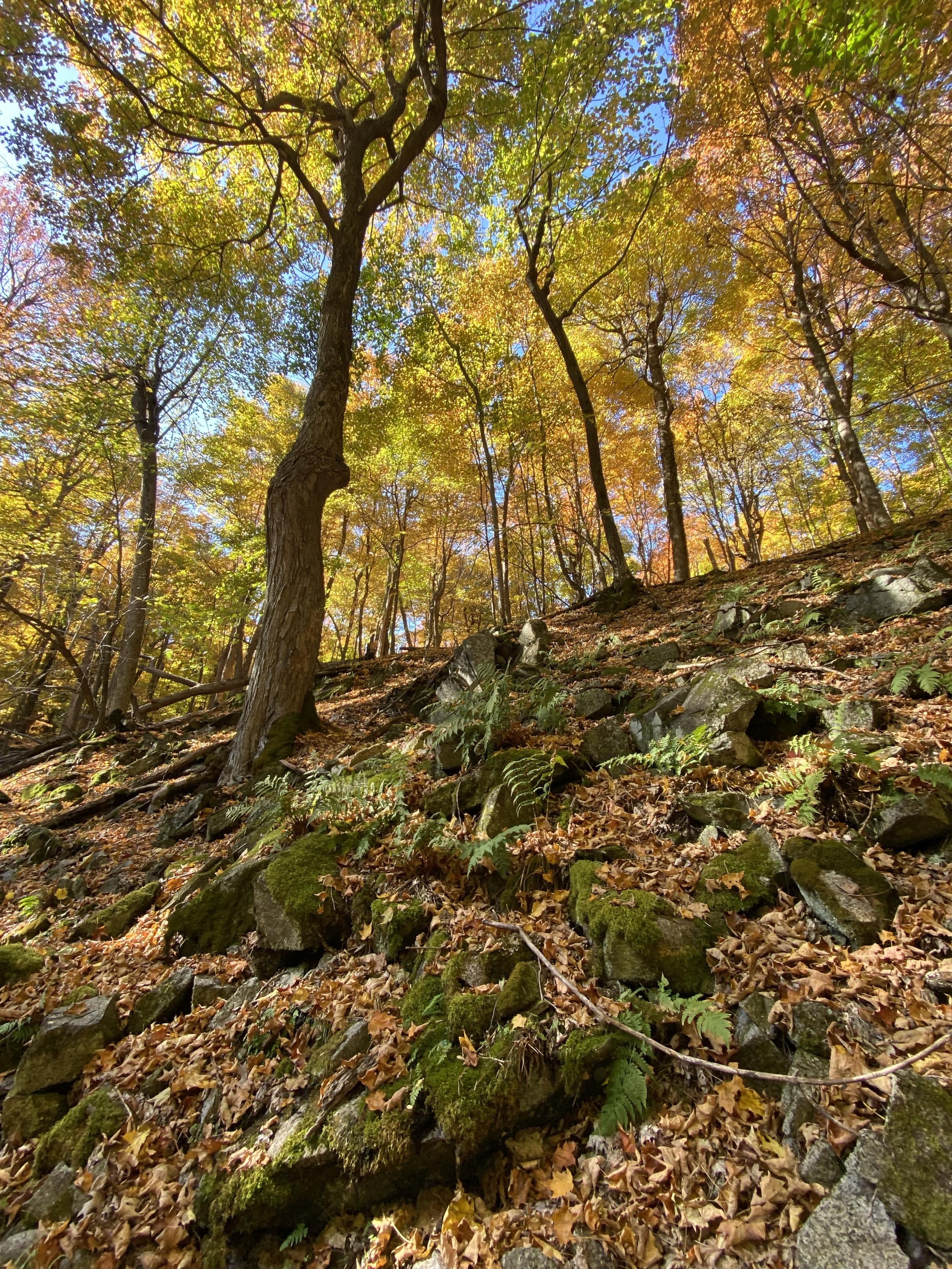 A slanting hill in the forest in the fall. The upper part of the frame is full of trees with a mix of green and yellow and orange leaves against blue sky. The lower half is a rocky hill covered in moss and ferns and fallen leaves.
