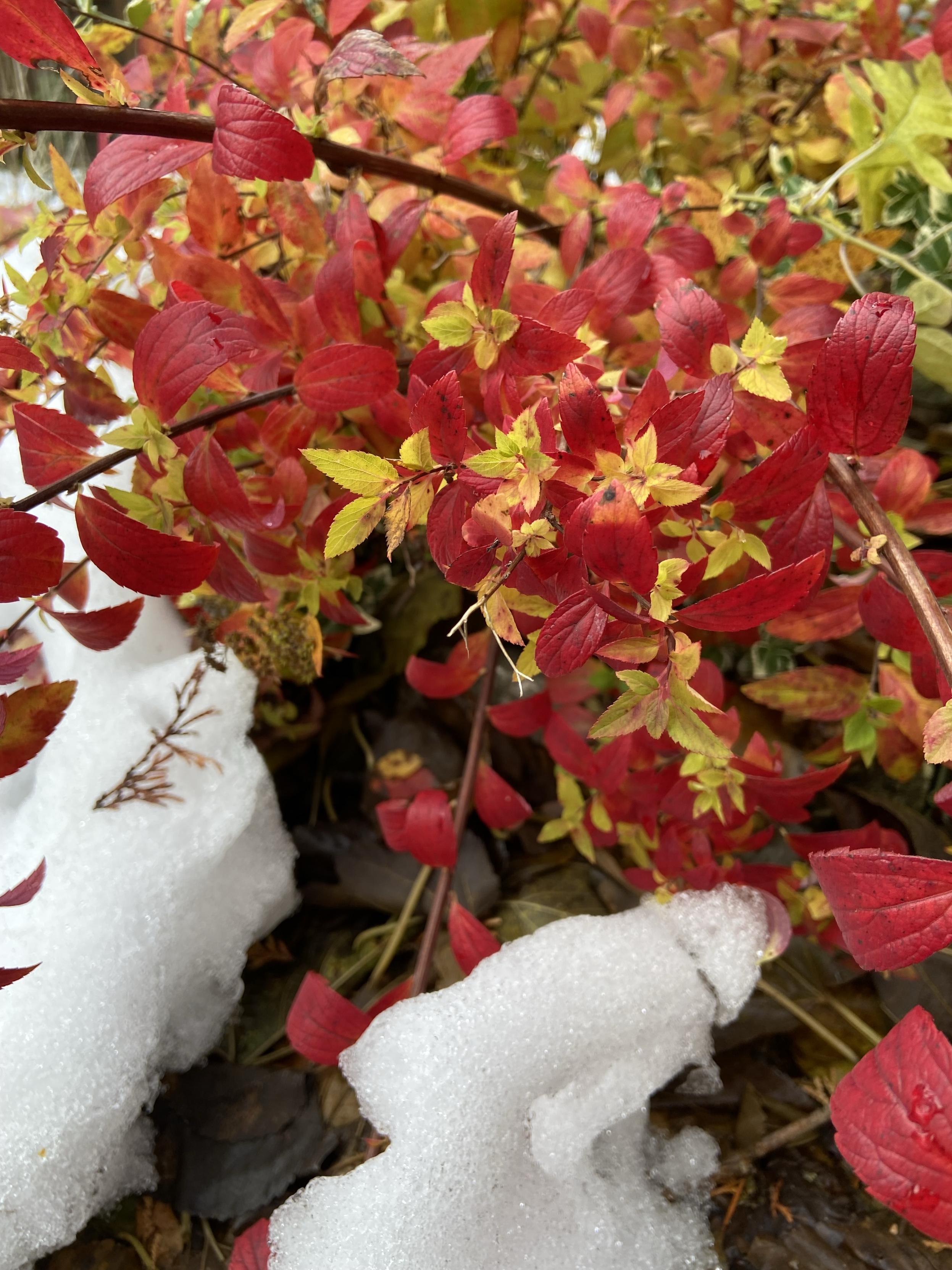 A spirea bush with bright red and yellow leaves, and some patches of snow