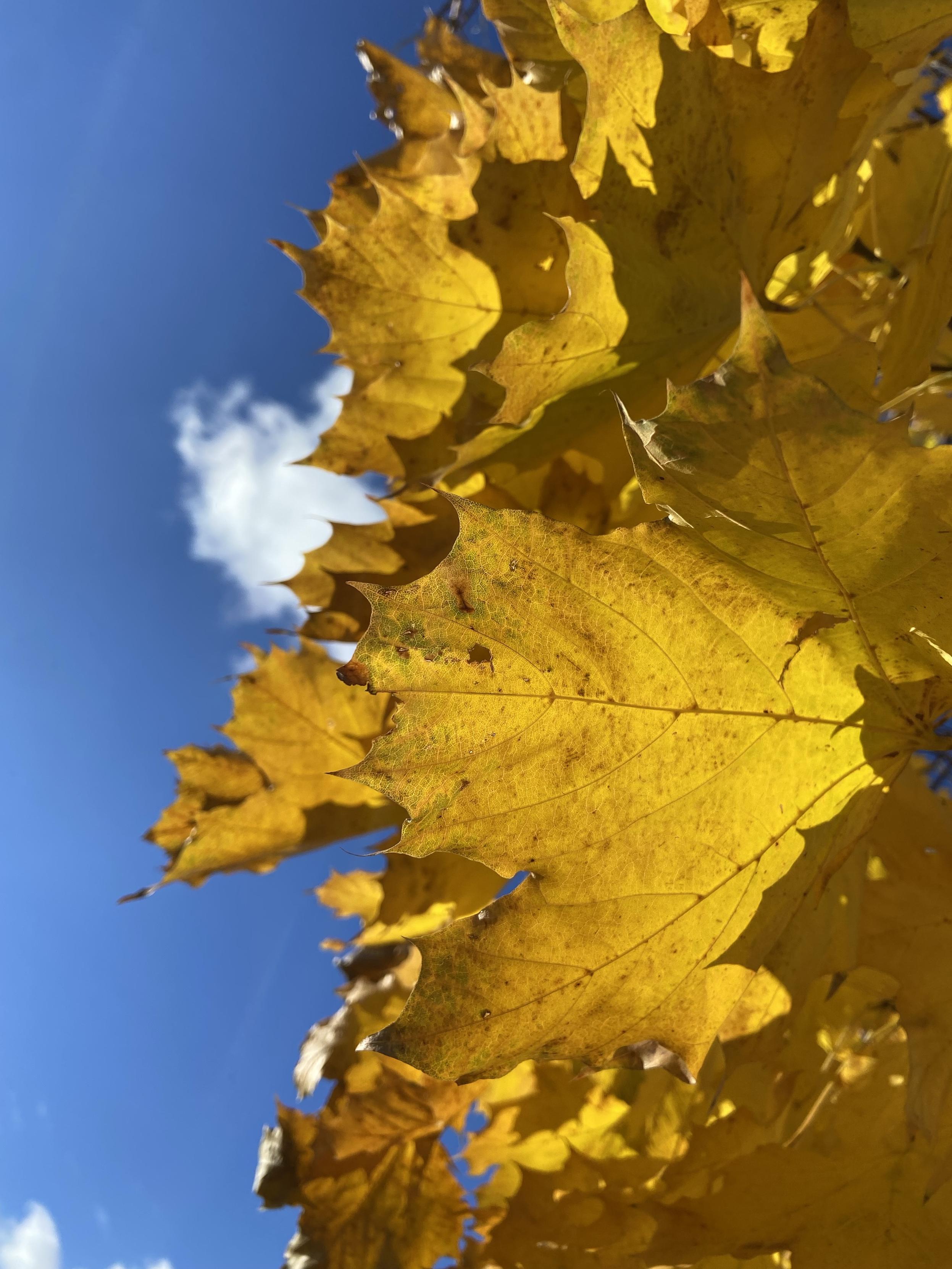 Looking up at bright yellow maple leaves against blue sky with a bit of white clouds
