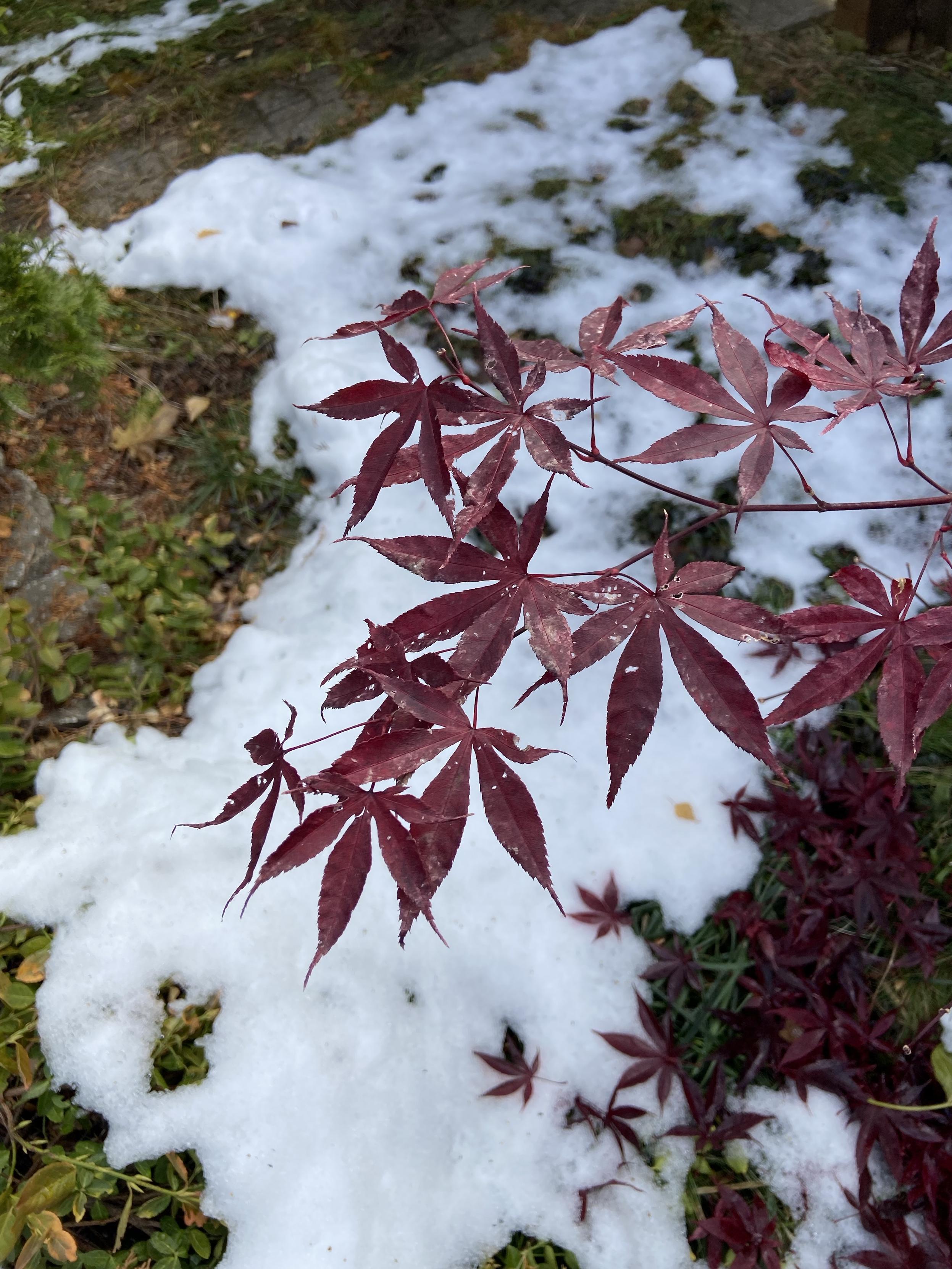 Looking down at Japanese maple leaves, deep burgundy, almost purple, with white snow below them in the background. 