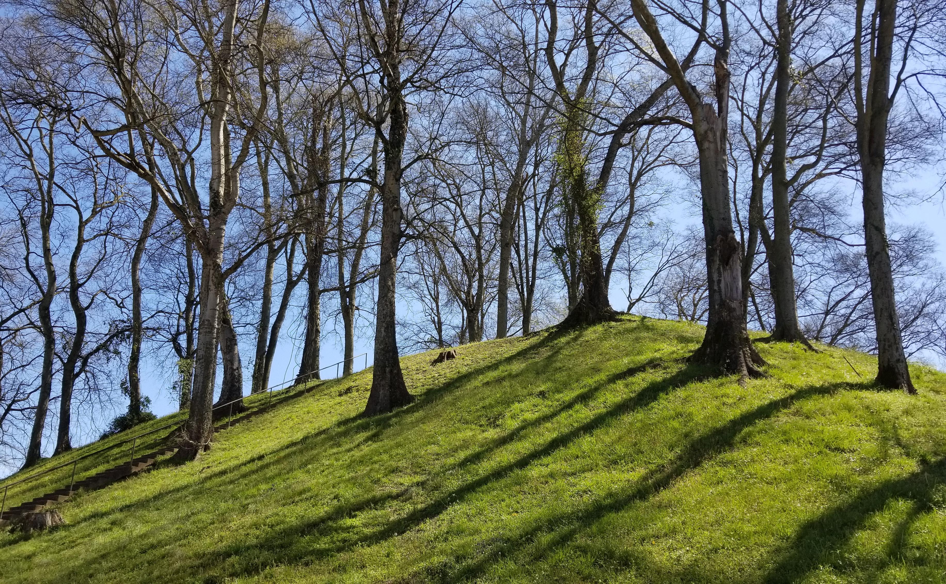 Indigenous mound in Florence, Alabama. Trees standing tall on top, their shadows stretch down the green slope.