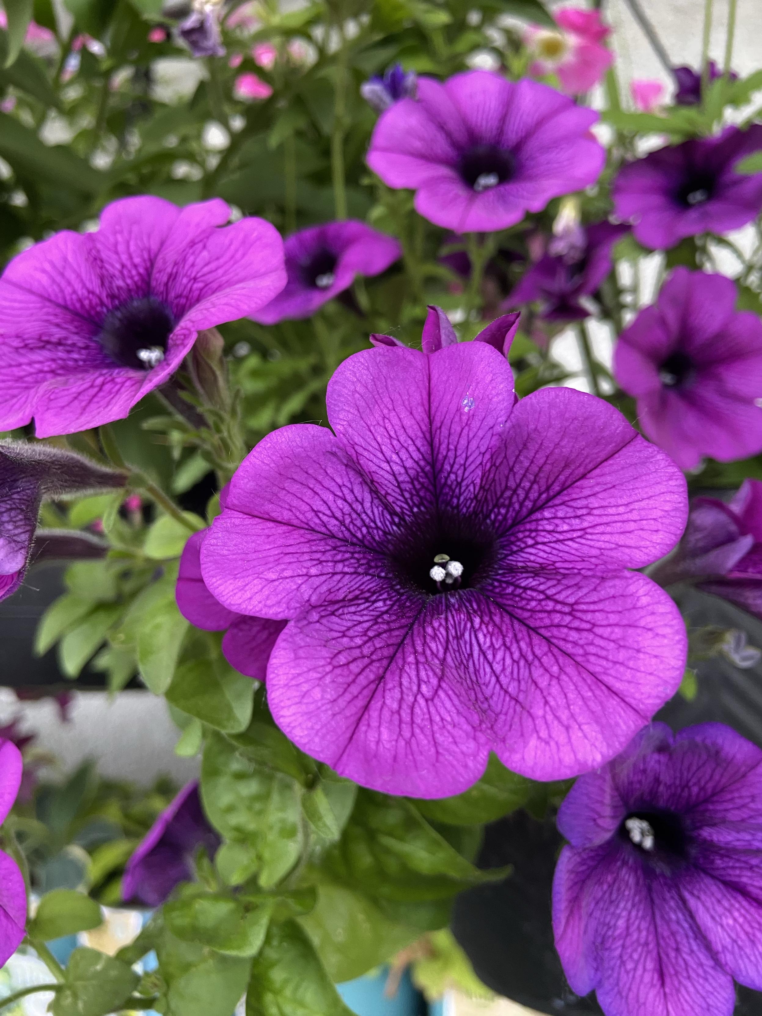 garden petunias, vibrant petals turning deep dark purple at the center, with two bright white stamens in the center that look like a pair of eyes peeking out from the shadows.