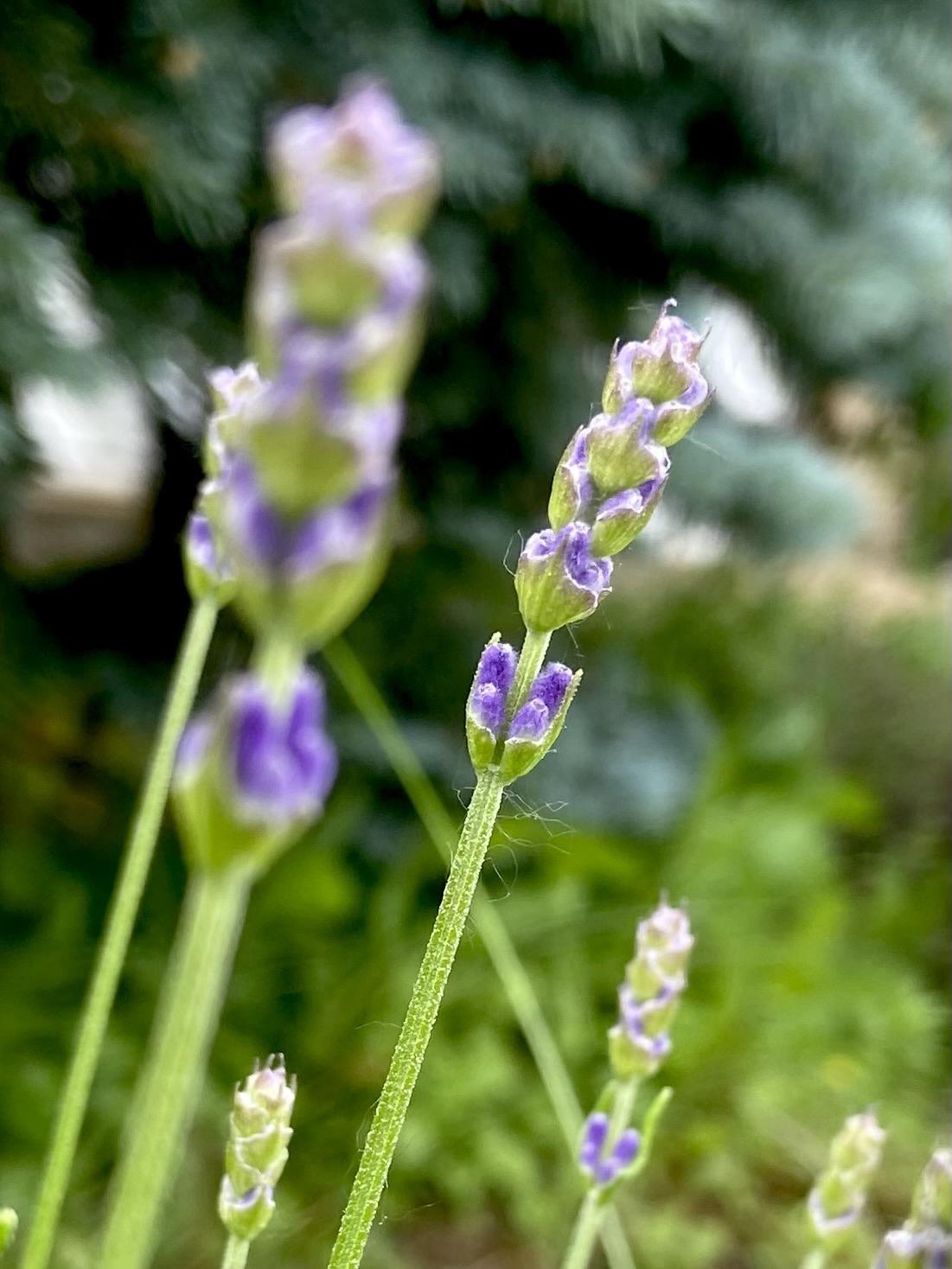 Sprigs of lavender. Bright green stems, purple blue flower buds starting to form. The flowers in front and in back are out of focus, while a sprig in the center is perfectly sharp.