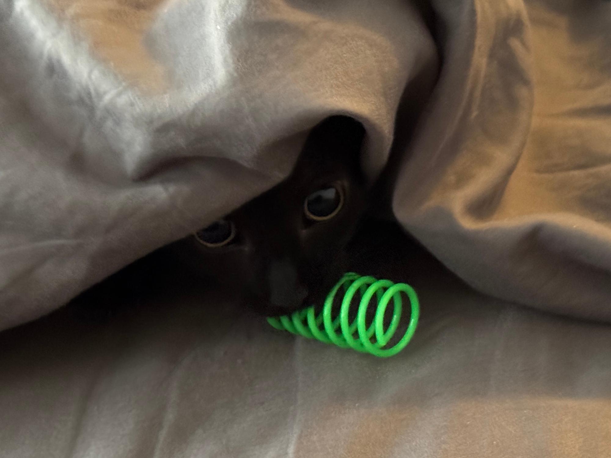 Tenētkē, a black kitten, peeping out of bed sheets with a recovered green plastic spring